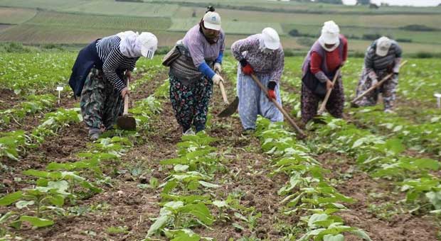 Pandemiye Rağmen Tarımsal Üretim Değeri 1 Yılda 2 Milyar Tl Arttı