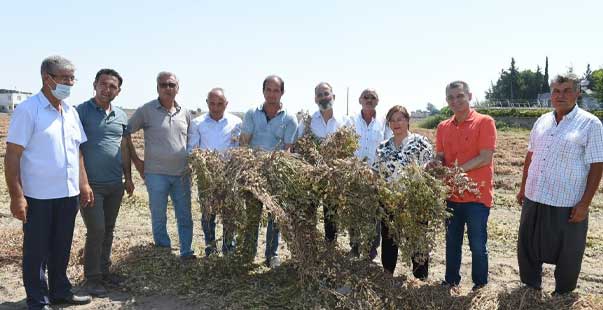 Hasat Şöleni Sürüyor