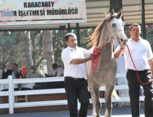 Ti̇gem Tay Satışından 8 Milyon 541 Bin Liralık Gelir Elde Etti