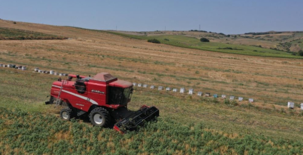 Tekirdağ’Da Yılın Ilk Nohut Hasadı