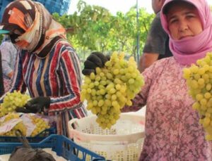 Dünyaca Ünlü Sultani Üzümde Hasat Başladı