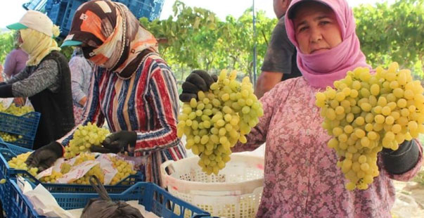 Dünyaca Ünlü Sultani Üzümde Hasat Başladı