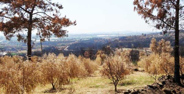 Manavgat Orman Yangınında 18 Bin Dönüm Zeytin Ağacı Yandı