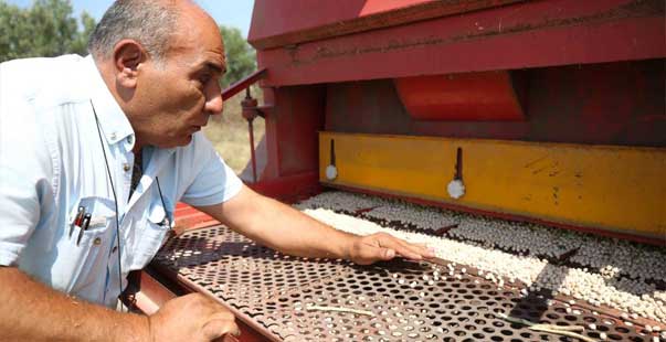 Yerli Tohumdan Doğal Nohutlar Hasat Edildi