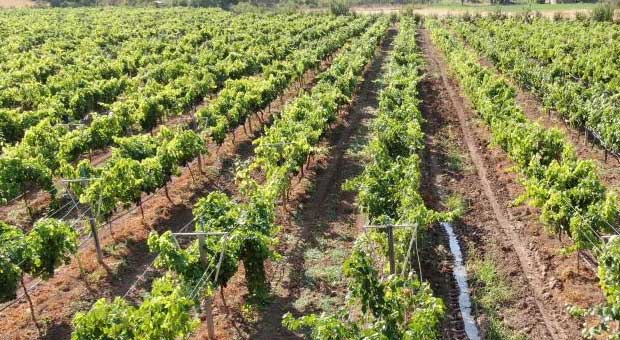 Denemek Için Ekti, Günde 1 Ton Ürün Alıyor