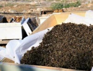 1 milyon 200 bin arı telef oldu