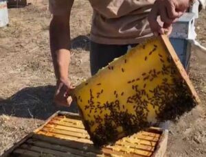 arılara fısıldayan adam, yaptığıyla ağızları açık bıraktı