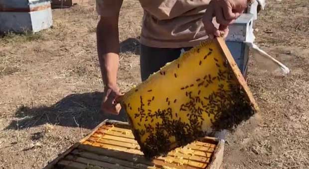 Arılara Fısıldayan Adam, Yaptığıyla Ağızları Açık Bıraktı