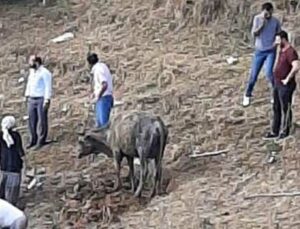 Bataklığa Saplanan Büyükbaş Hayvan Itfaiye Tarafından Kurtarıldı