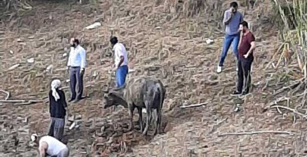 Bataklığa Saplanan Büyükbaş Hayvan Itfaiye Tarafından Kurtarıldı