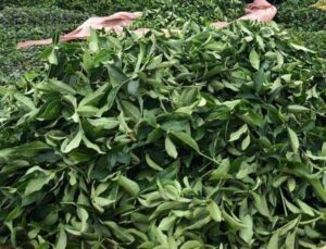 Çaykur 2 Günde Üreticiden 9 Bin 500 Ton Yaş Çay Aldı