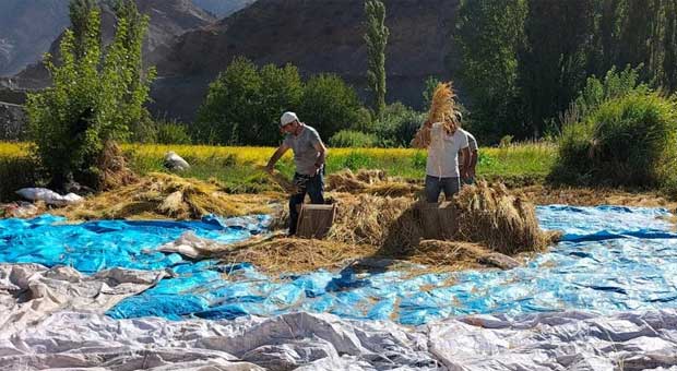 Sular Altında Kalacak Köyde Son Çeltik Hasadı