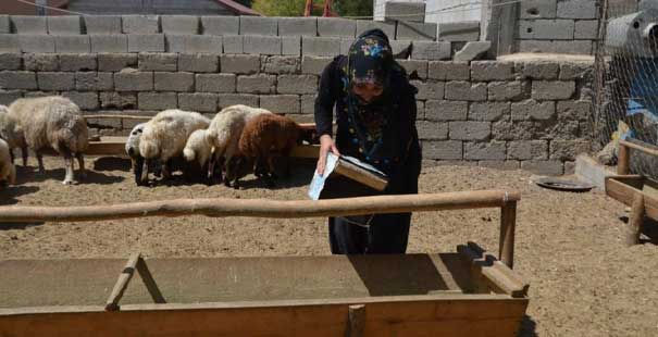 Devletten Hibe Aldığı 40 Koyunu 120’Ye Çıkarttı