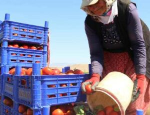 Domateste Yüksek Verim Tezgahtaki Fiyatı Düşürmedi