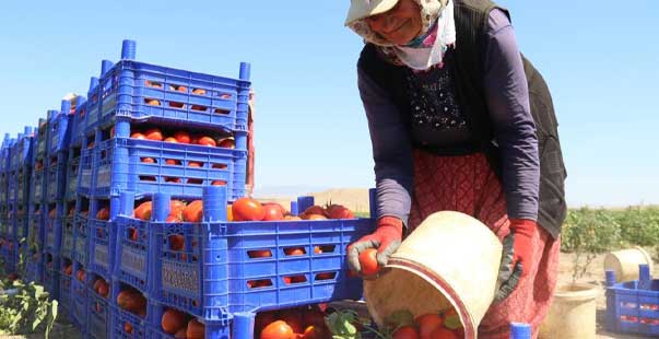 Domateste Yüksek Verim Tezgahtaki Fiyatı Düşürmedi