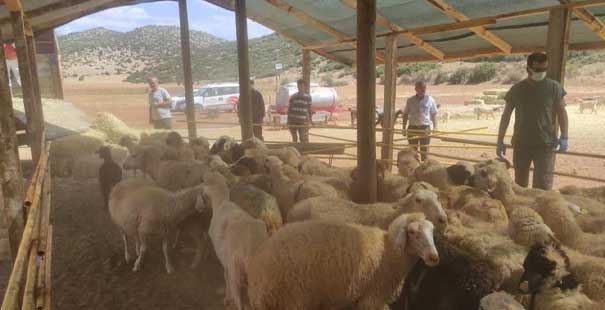 Yangında Hayvanları Telef Olan Manavgatlılara, Korkuteli’Nden Destek