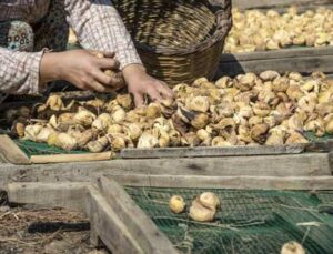 Kuru Incirin Ihracat Yolcuğu 6 Ekim’de Başlayacak