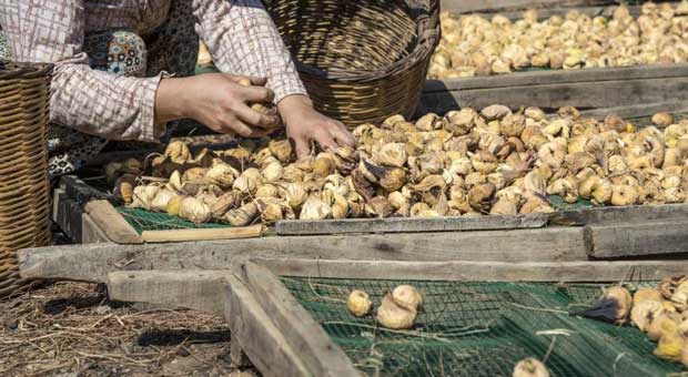 Kuru Incirin Ihracat Yolcuğu 6 Ekim’de Başlayacak