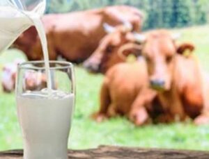 Toplanan Inek Sütü Miktarı Yüzde 1,6 Arttı
