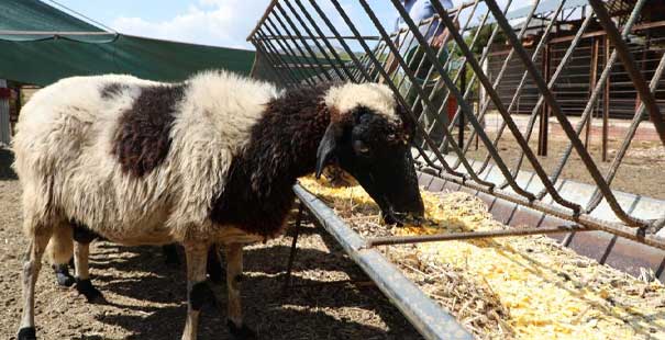Koyunları Telef Olan Aileye 15 Koyun Hediye Edildi