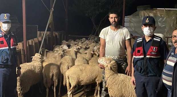 Kaçak Koyunlara Jandarma Müdahalesi