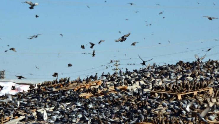 binlerce kuş hasadı yapılan tahıl yığınlarını mesken tuttu