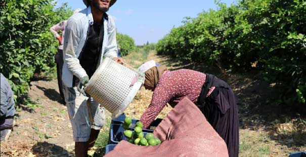 Limon Adana 1