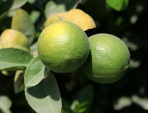 Avrupa Ve Rusya’nın Limonu Adana’dan