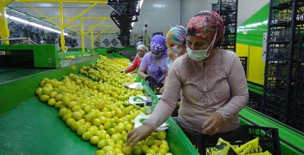 Balkan Ülkelerine Limon Ihracatı Başladı