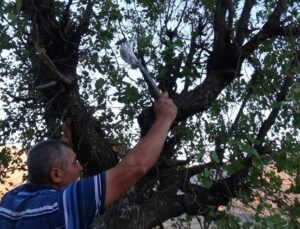 Besiciler, Meşe Yaprağı Stokluyor