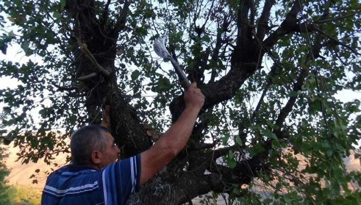 Besiciler, Meşe Yaprağı Stokluyor