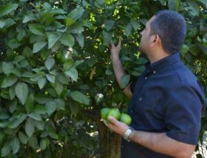 Narenciye Üreticisi Destek Bekliyor