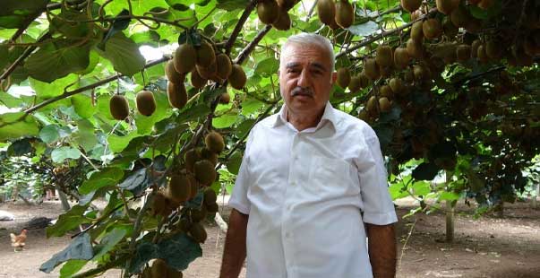 Ordu Kivisinde Rekolte Kaybı Bekleniyor