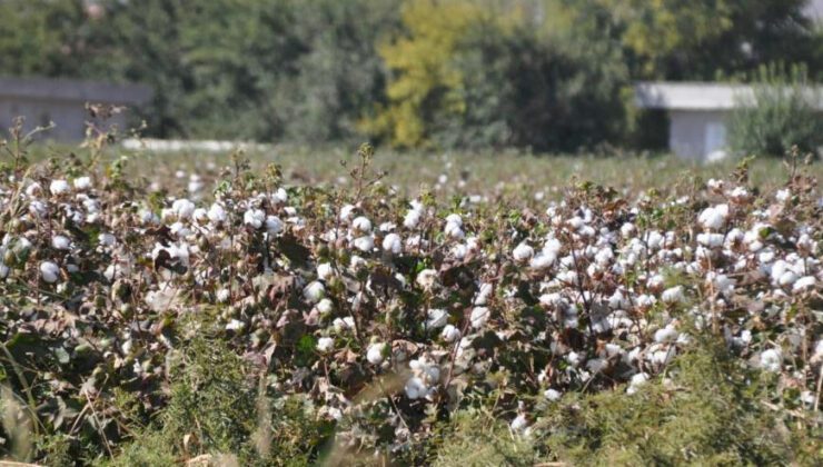 Haran Ovası’nda Pamuk Üreticisi Altın Yılını Yaşıyor