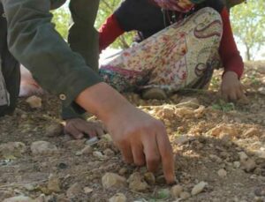 Şanlıurfa Bademi Adıyaman Bademine Rakip Oluyor