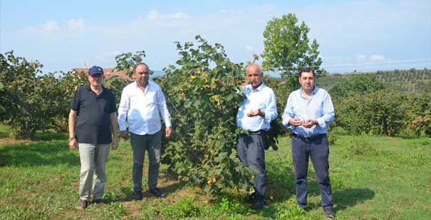 Fındık Üreticisi Destek Alamıyor