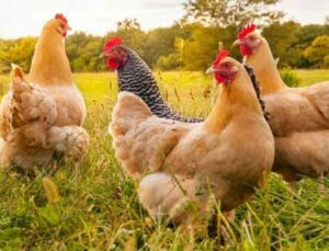 Tavuk Eti Üretimi Yüzde 7,1 Azaldı