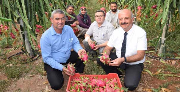 Geleneksel Ürünlerde Maliyet Artınca Çiftçiler Tropik Meyvelere Yöneldi