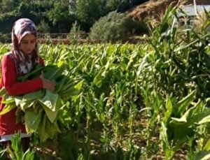 Tütün Tarlasında Çalışan Genç Kız, Tıp Fakültesi Kazandı