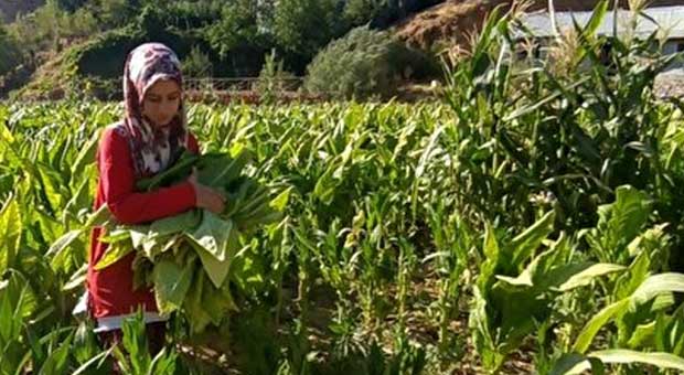 Tütün Tarlasında Çalışan Genç Kız, Tıp Fakültesi Kazandı