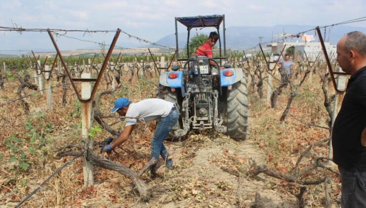 Tari̇ş’E Tepki Gösterdi, 25 Dönümlük Bağını Kökledi