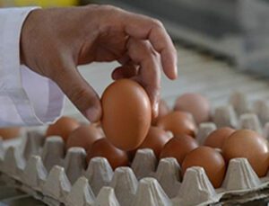Fiyatlardaki Artış Yumurtaya Yansıdı