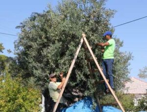 Bin 200 Yaşındaki Zeytin Ağacından Kasa Kasa Zeytin Hasatı