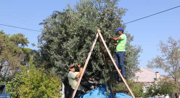 Bin 200 Yaşındaki Zeytin Ağacından Kasa Kasa Zeytin Hasatı