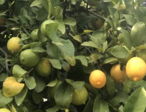 Çukurova’da Limon Dalında Kaldı