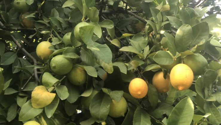 Çukurova’da Limon Dalında Kaldı