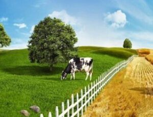 Agrivision 2021’De Geleceğin Tarım Ve Hayvan Besleme Yöntemleri Masaya Yatırıldı