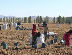 Rekoltede Rekor Kırıldı, Fiyatlar Üreticinin Yüzünü Güldürdü