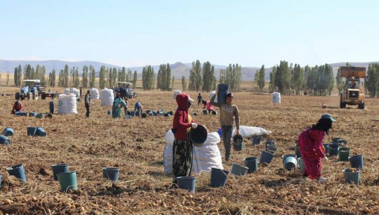 Rekoltede Rekor Kırıldı, Fiyatlar Üreticinin Yüzünü Güldürdü