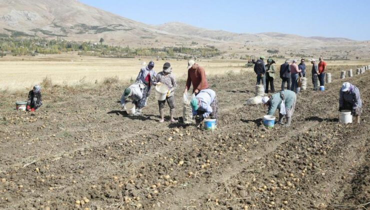 Faydalı Böcek Yetiştiriciliği Için Ekilen Patatesler Hasat Ediliyor